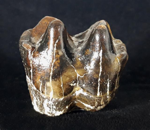 Zahn eines Prodeinotherium bavaricum VON MEYER 1831 - Bild © FossNet FossilienStore